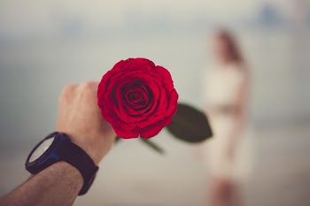 Person Holding Red Rose Selective Focal Photo