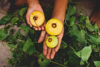 Person Holding Round Fruits