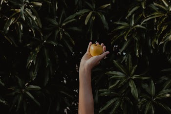 Person Holding Round Yellow Fruit