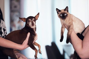 Person Holding Siamese Cat and Chihuahua