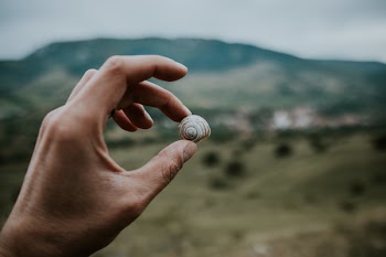 Person Holding Snail Shell