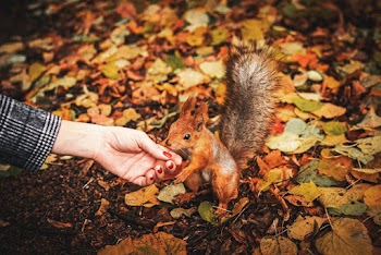 Person Holding Squirrel