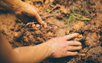 Person Holding Sticks Digging Mud Soil