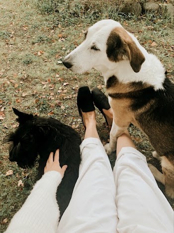 Person Holding the Scottish Terrier