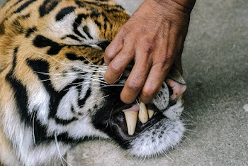 Person Holding Tiger's Mouth