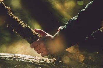 Person Holding Tree Brunch