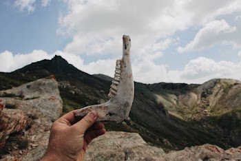 Person Holding Up A Jaw Bone With Teeth Remains Of An Animal 