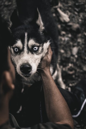 Person Holding White and Black Siberian Husky