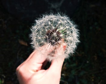 person holding white dandelion flower