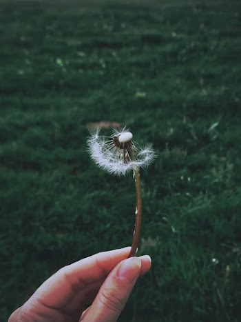 Person Holding White Dandelion Flower