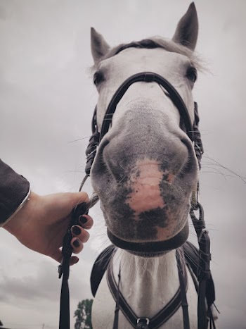 Person Holding White Horse