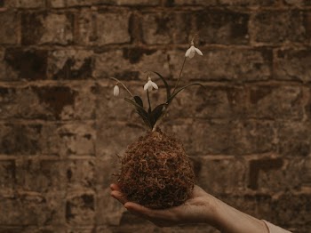 Person Holding White Petaled Flowers