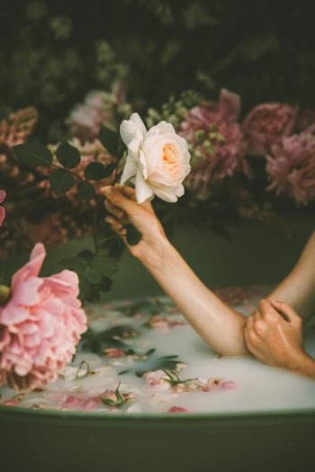person holding white rose flower