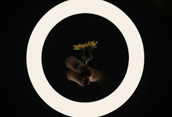 Person Holding Yellow Flower 