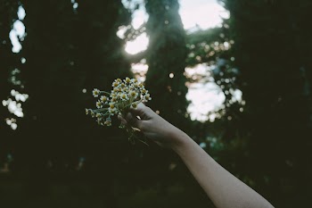 Person Holding Yellow Petal Flower during Daytime
