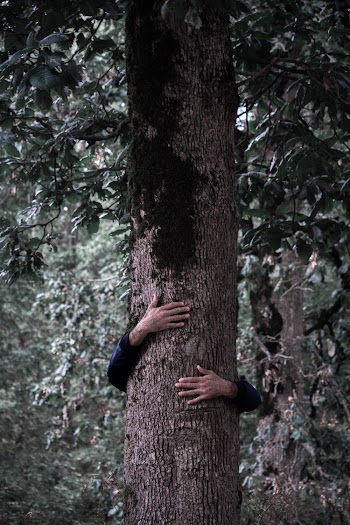 Person Hugging Brown Tree