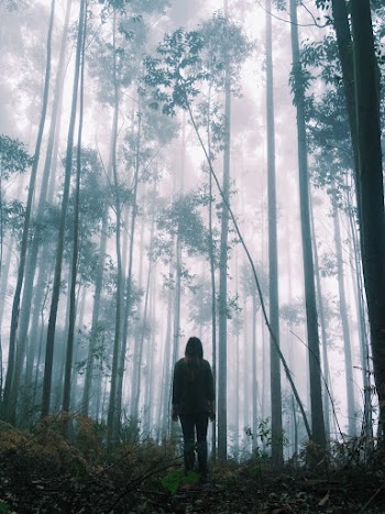 Person in Black Jacket Standing in Forest