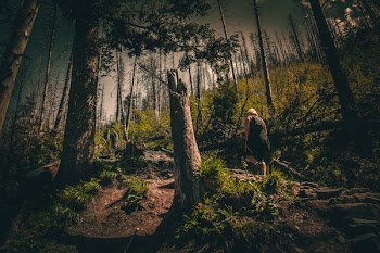 Person in Black Top Walking Through Forest