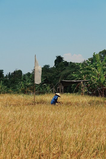 Person In Grass Field