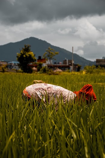 Person in Rice Field