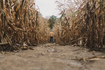 Person Lost In Corn Maze