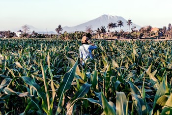 Person On Plant Field