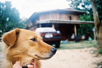 Person Petting a Dog on Outdoors