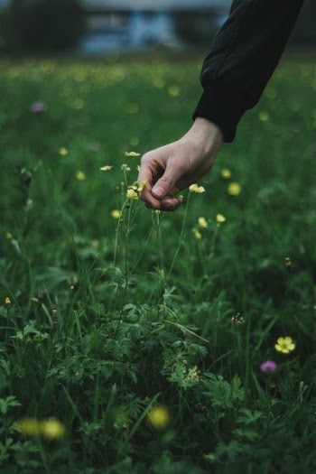 person picking yellow flower