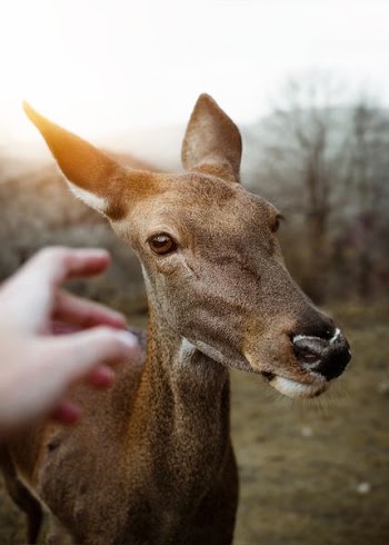 person reaching out to brown wild animal