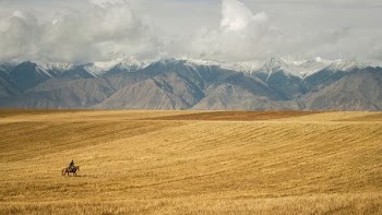 person riding horse on open field