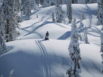 Person Riding Snowmobile Near Green Trees Covered With Snow at Daytime