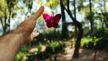 person's hand about to catch a pink butterfly toy at daytime