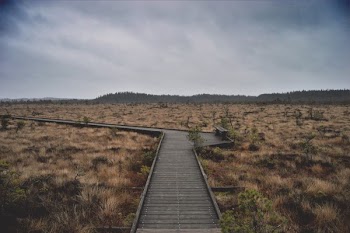 Person Showing Gray Road
