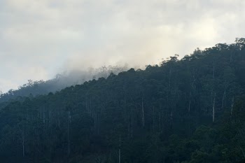 Person Showing Green Forest