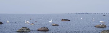 Person Showing Swans on Water