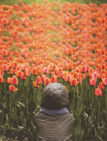 Person Sitting in Front of Tulips Flower Garden