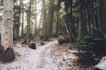 Person Sitting on Black Log in Middle of Forest