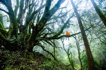 person sitting on tree branch during daytimne