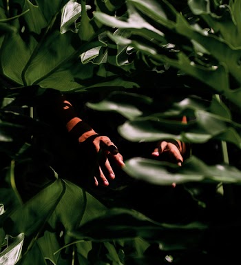 Person Standing Behind Green Leafed Plant