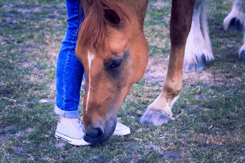 Person Standing Beside Brown Horse