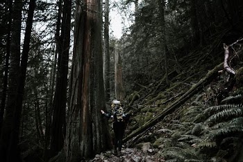 person standing beside tall trees