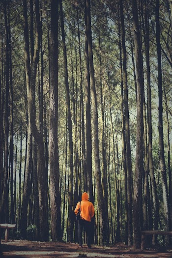 Person Standing Beside Tall Trees