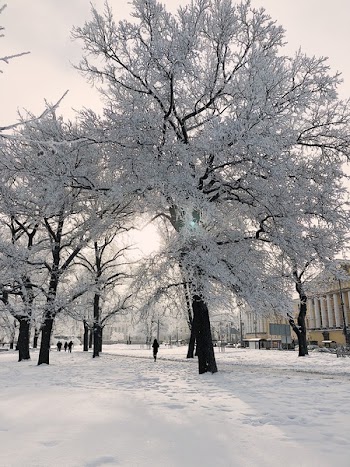 Person Standing Beside White Trees
