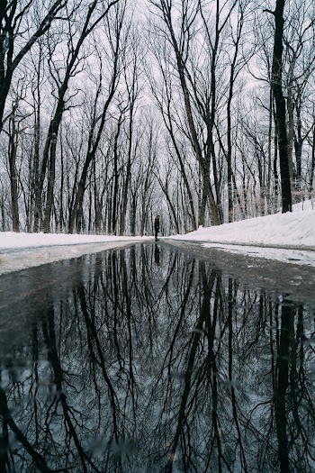 Person Standing Between Bare Trees