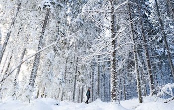 person standing between the trees