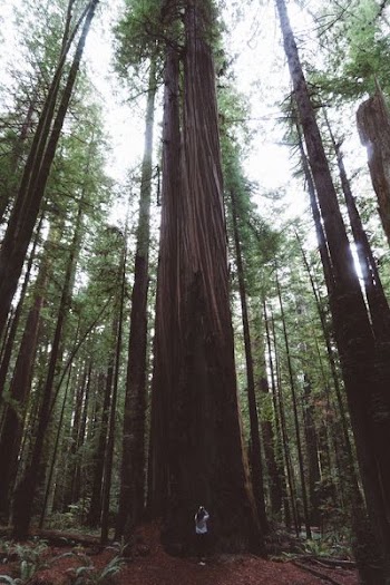 person standing in front of a tree