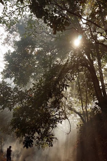 person standing in front of forest