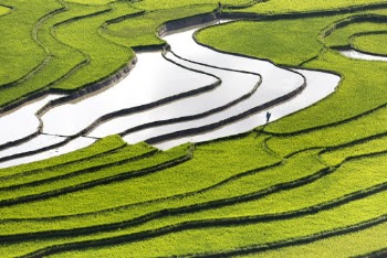 Person Standing in Green Grass Terraces
