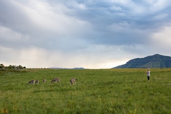 Person Standing In The Middle Of The Field With Herd Of Animals
