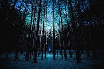 person standing in the middle of the forest